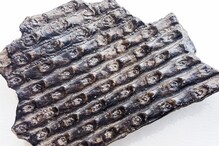 How Did Ancient Plants Move to Land? Fossil Spores May Have the Answer