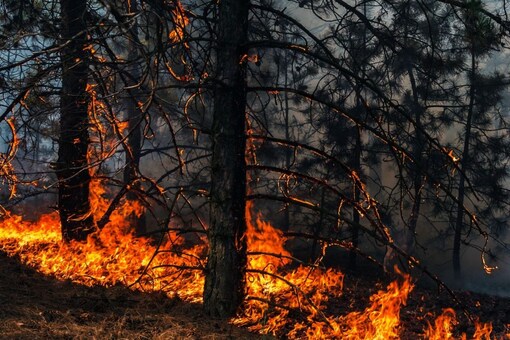 Forests react sensitively to changing climate as climate and forest are intrinsically linked by extreme climatic conditions.
(Representative Photo/Shutterstock)