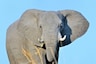 Netizens Celebrate World Elephant Day on Social Media, But Reality is Different And Sad