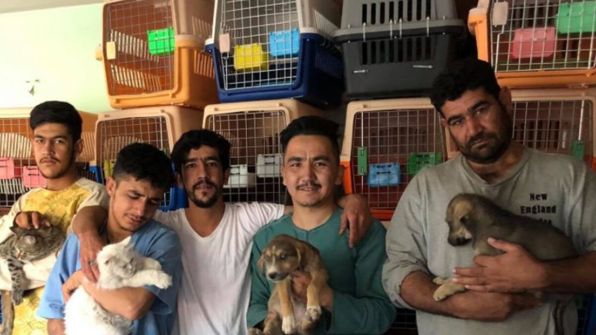 Kabul Small Animal Rescue Scrambles to Evacuate Hundreds of Pets From