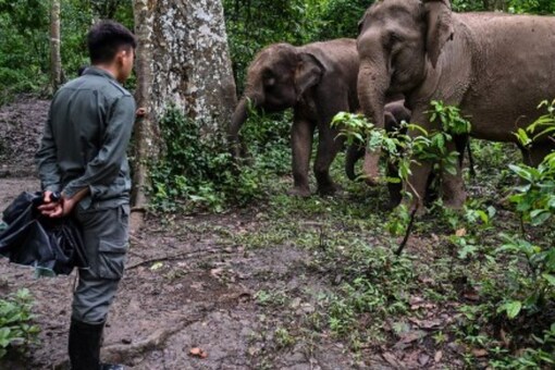 A wandering herd of Asian elephants has captivated China for more than a year with a remarkable trek northwards through farms and cities. (Image Credit: AFP)