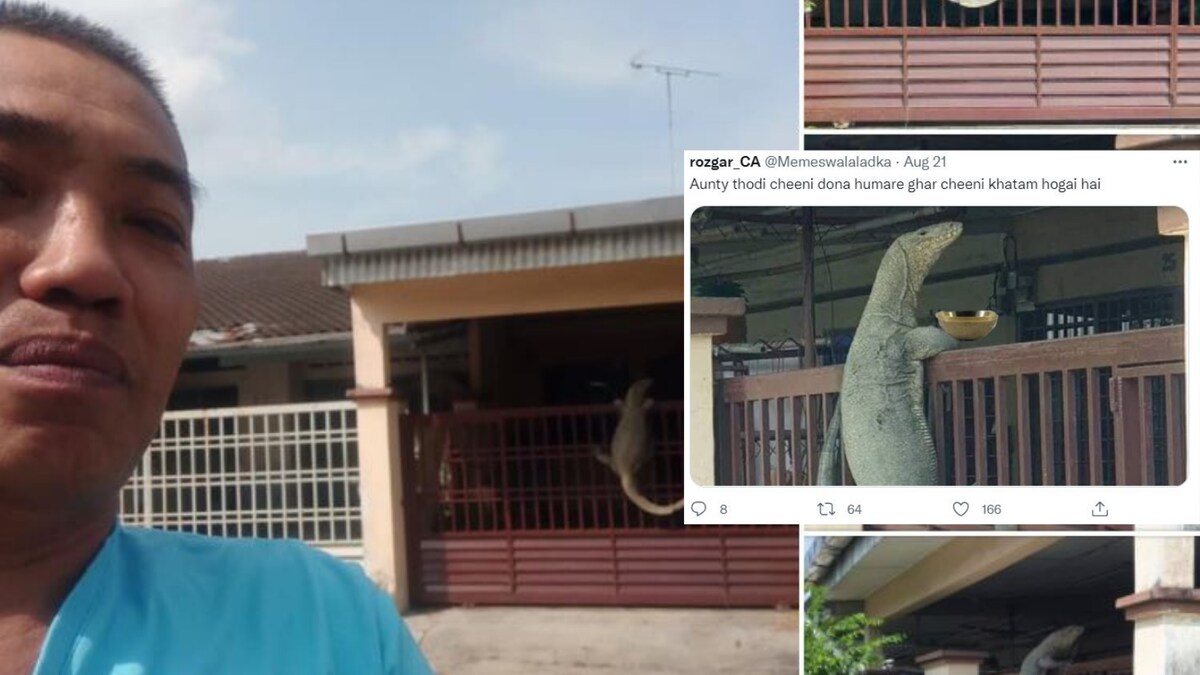 Wants a Ball or Late to Class? Monitor Lizard Climbing Gate is Twitter's New Meme Fix