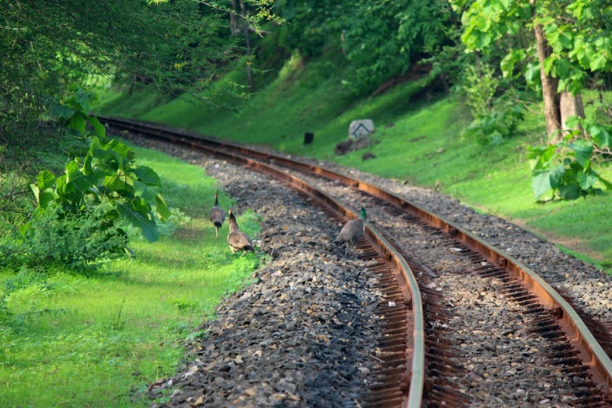 In Pictures The Beauty of Monsoon in Gujarat Through the Lens of