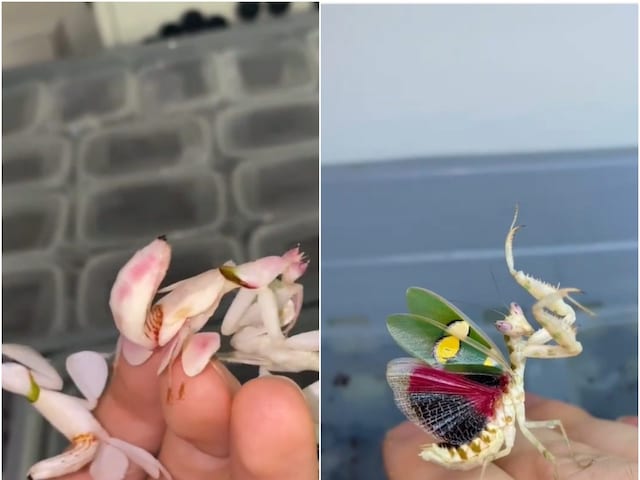 Viral Video of Alluring Orchid Mantis Leaves Netizens in Awe