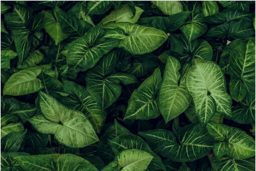 These new findings reveal more about how ‘simple’ leaves, one of the two basic forms of leaves, develop in a plant. ( Representative Image, Credits: Shutterstock)