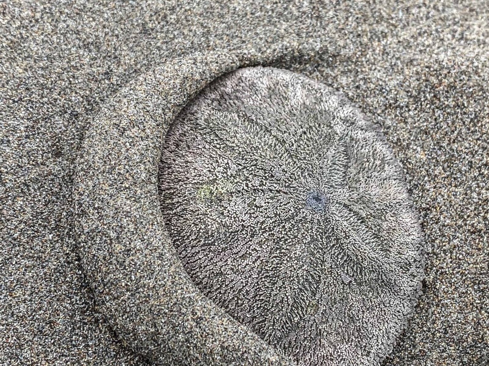 Thousands of live sand dollars wash up on Oregon coast at Seaside 