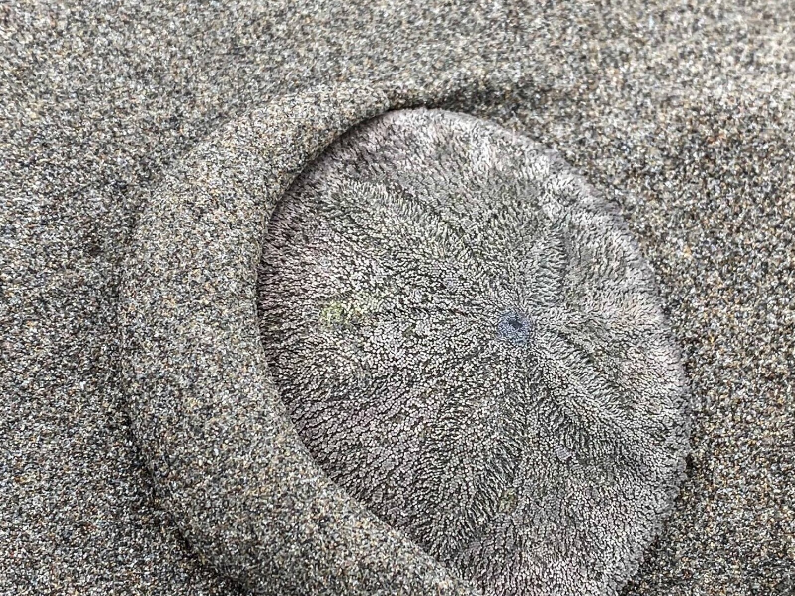 Thousands of live sand dollars wash up on Oregon coast at Seaside