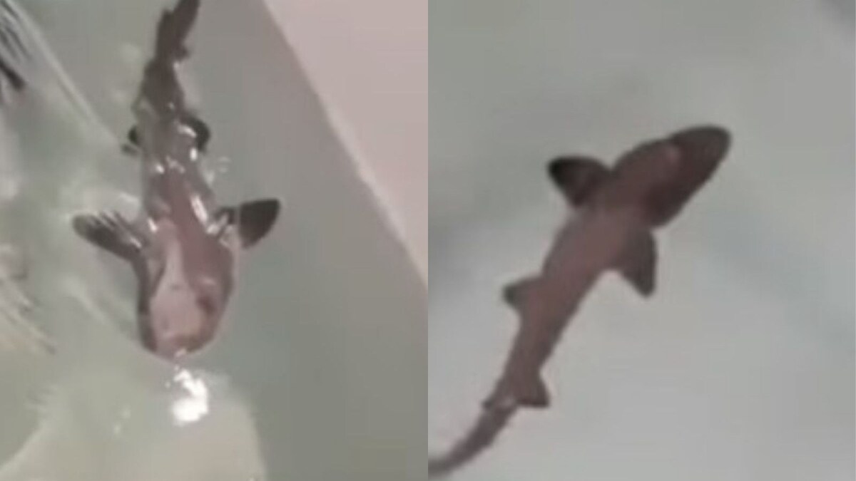 'Miracle' Baby Shark Born in Water Tank With Just Two Females Living for a Decade