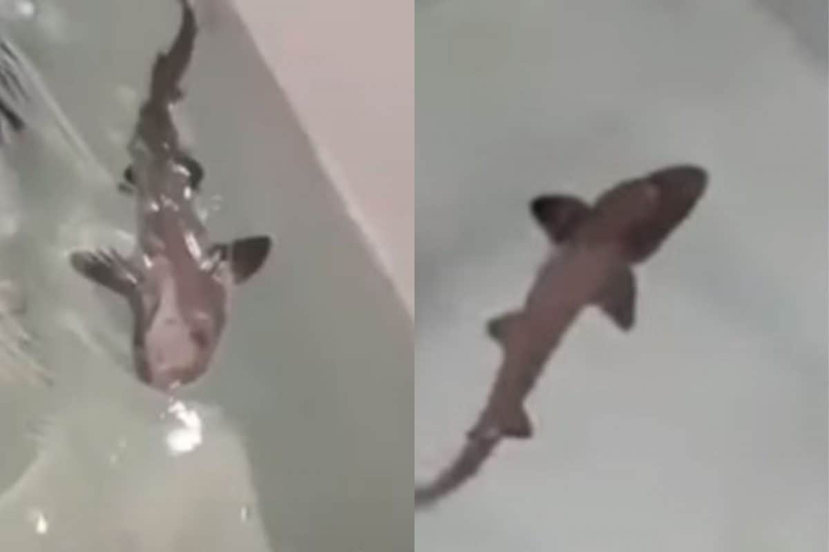 Miracle' Baby Shark Born in Water Tank With Just Two Females Living for a  Decade - News18