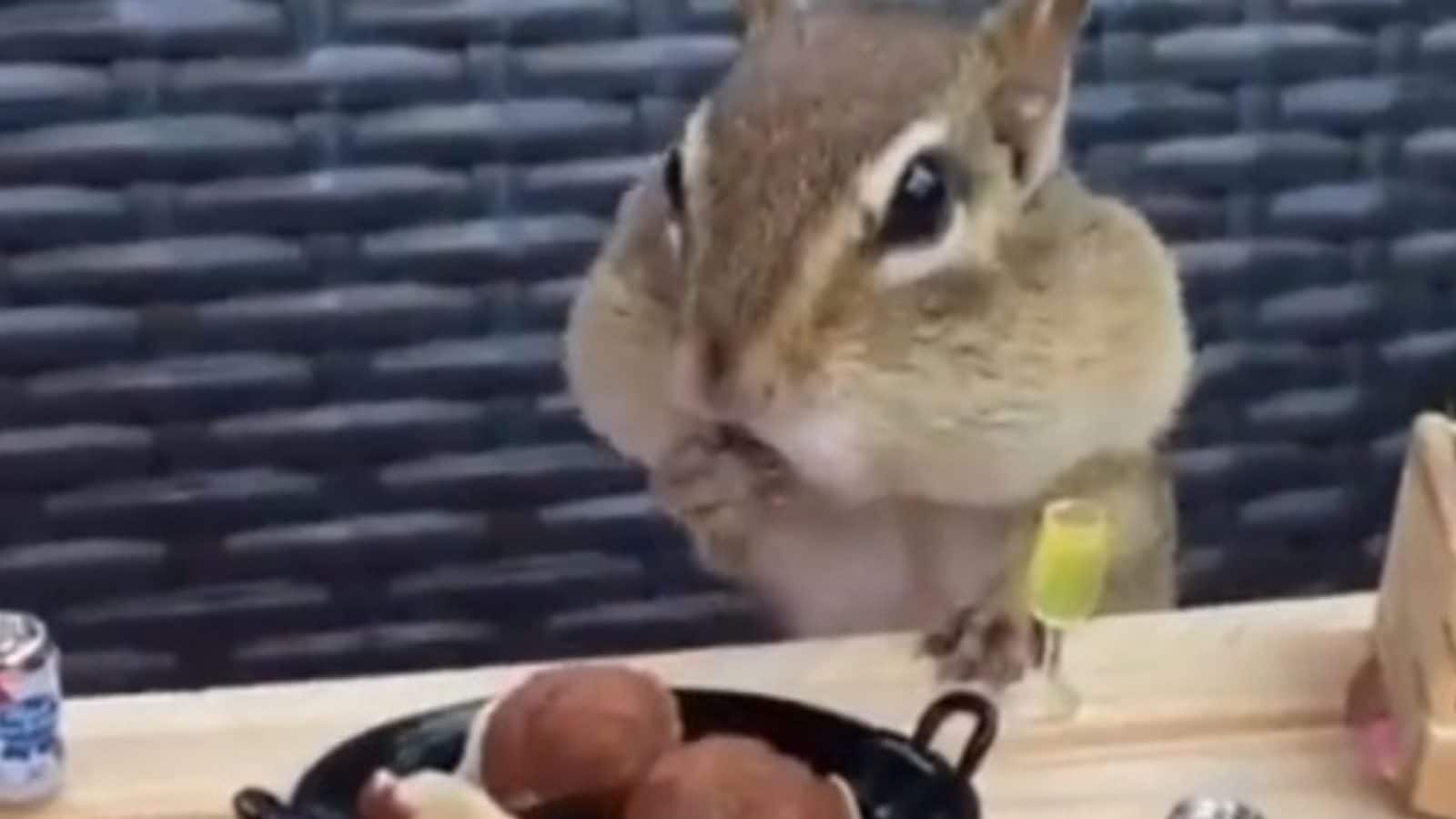 Viral Video of Squirrel Feasting on Nuts is the Cutest Thing on Internet Today