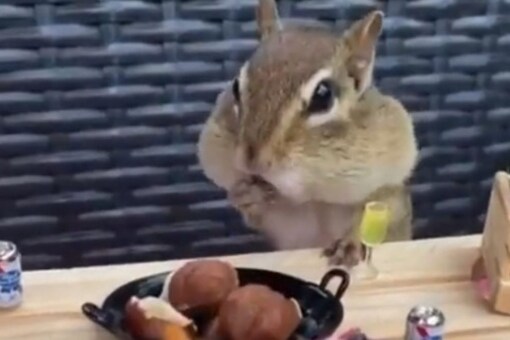 The squirrel can be seen sitting on a miniature stool and popping hazelnuts one after the other from a small plate. (Image: @buitengebieden_/Twitter)