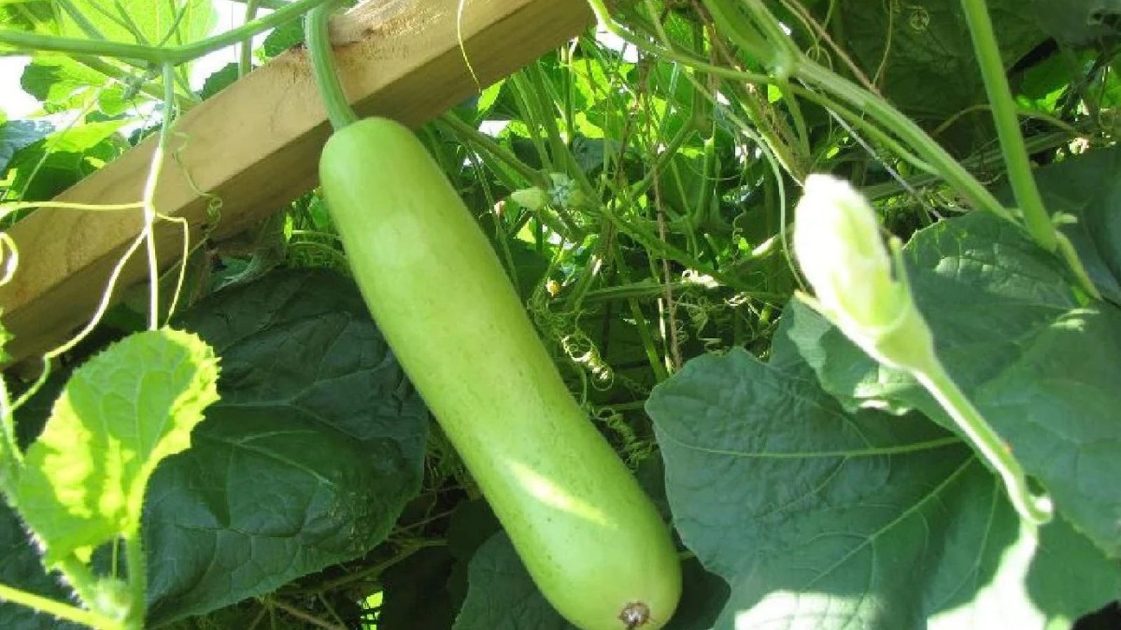 Know The Benefits Of Lauki For A Healthy Lifestyle Fyne Fettle
