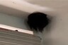 Chinese Couple Horrified Seeing ‘Head Full of Hair’. It Was Their Daughter