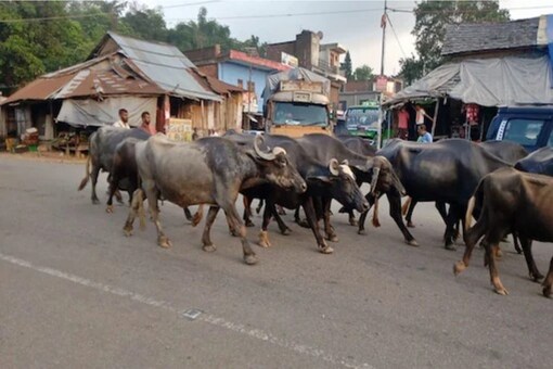 People who depend upon livestock for livelihood are worried for their bread and butter.