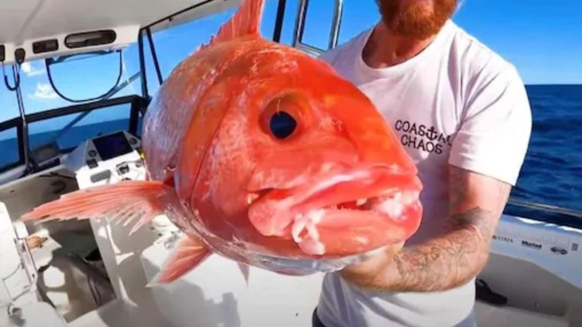 Australian Fisherman Catches Giant Fish, Expert Says Its 'Japanese Rubyfish'