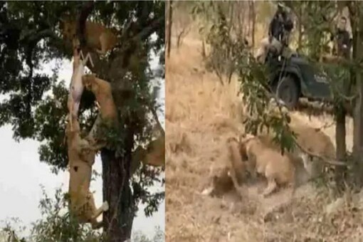 Way of The wild': 6 Lions Fight For Food in Viral Video