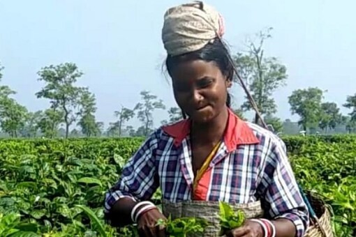 India annually exports around one to one and a half million kilograms of tea to Afghanistan.