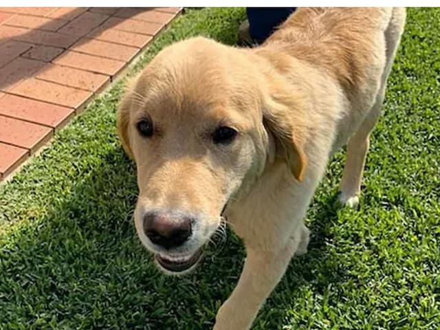Golden Retriever Kisses His Girlfriend Daily, Video Viral on TikTok ...