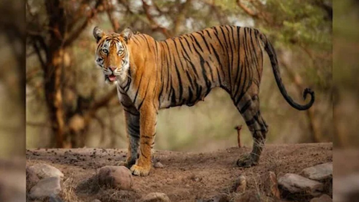 Bengal Forest Department to Celebrate 25th Birthday of Raja, the Royal ...