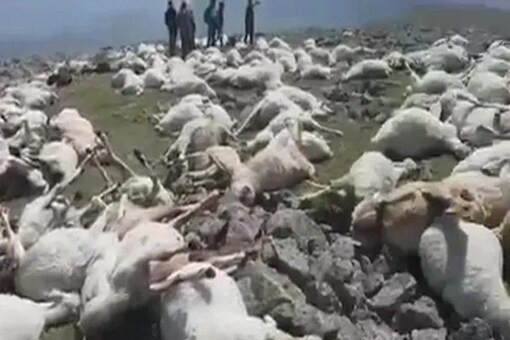 Locals in the eastern European country were shocked to see bodies of sheep lying in an open area.