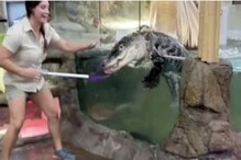 Alligator Escapes Enclosure at US Zoo, Owner Puts it Back