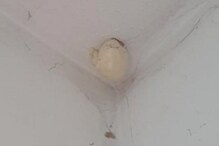 "Dinosaur Egg": Facebook Users Baffled By Object Protruding From Roof