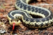 Poisonous Snake Bites Odisha Man, He Bites Back, Kills Snake