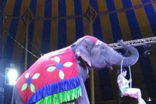 What Happened to Animals in Circuses That Have Closed Down: Delhi HC Asks Animal Welfare Board What Happened to Animals in Circuses That Have Closed Down: Delhi HC Asks Animal Welfare Board