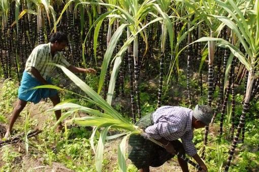 With the expansion of the area of cultivation and increase in sugarcane yield, the income of the farmers has gone up significantly