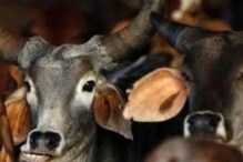 Himanchal Pradesh CM Plans to Conserve, Propagate Genes of Pahari Cows