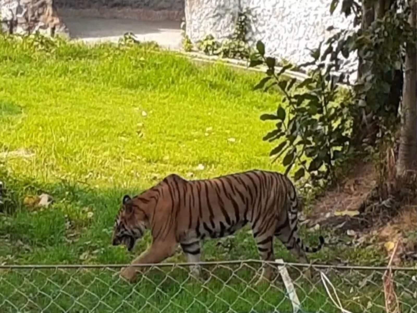 Kolkata's Alipore Zoo to be Revamped on Prague Zoo Model; New Animals to be Brought In: Forest Dept Kolkata's Alipore Zoo to be Revamped on Prague Zoo Model; New Animals to be Brought In: Forest Dept