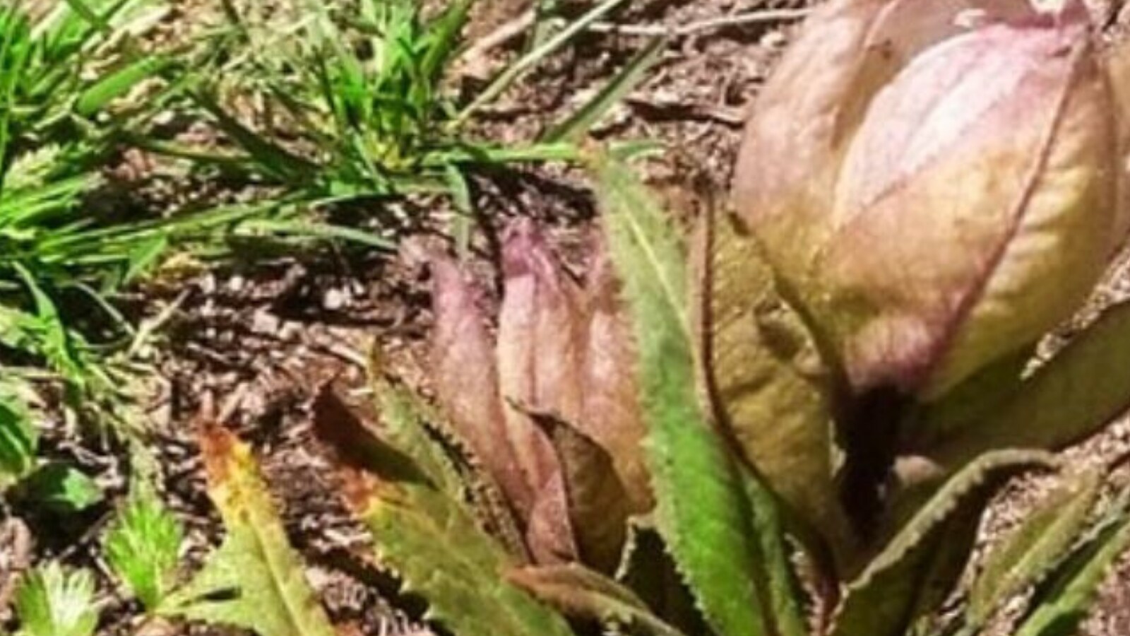 Google News - Herbal