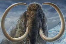 Woolly Mammoth From Ice Age Travelled Enough To Circle The Globe Twice