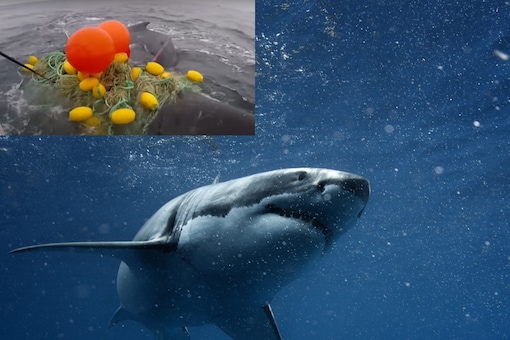 he researchers speculate that the whale came near to the nets because this is the time of the year. ( Representative Image, Credits: YouTube/Shutterstock)