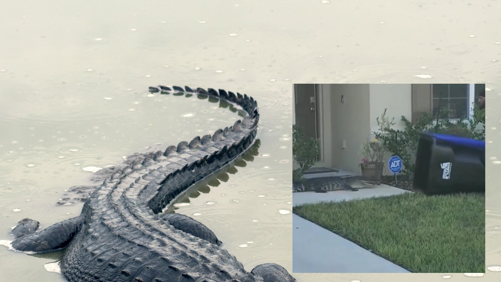 WATCH Florida Man Uses Empty Trash Can to Trap Alligator in Backyard
