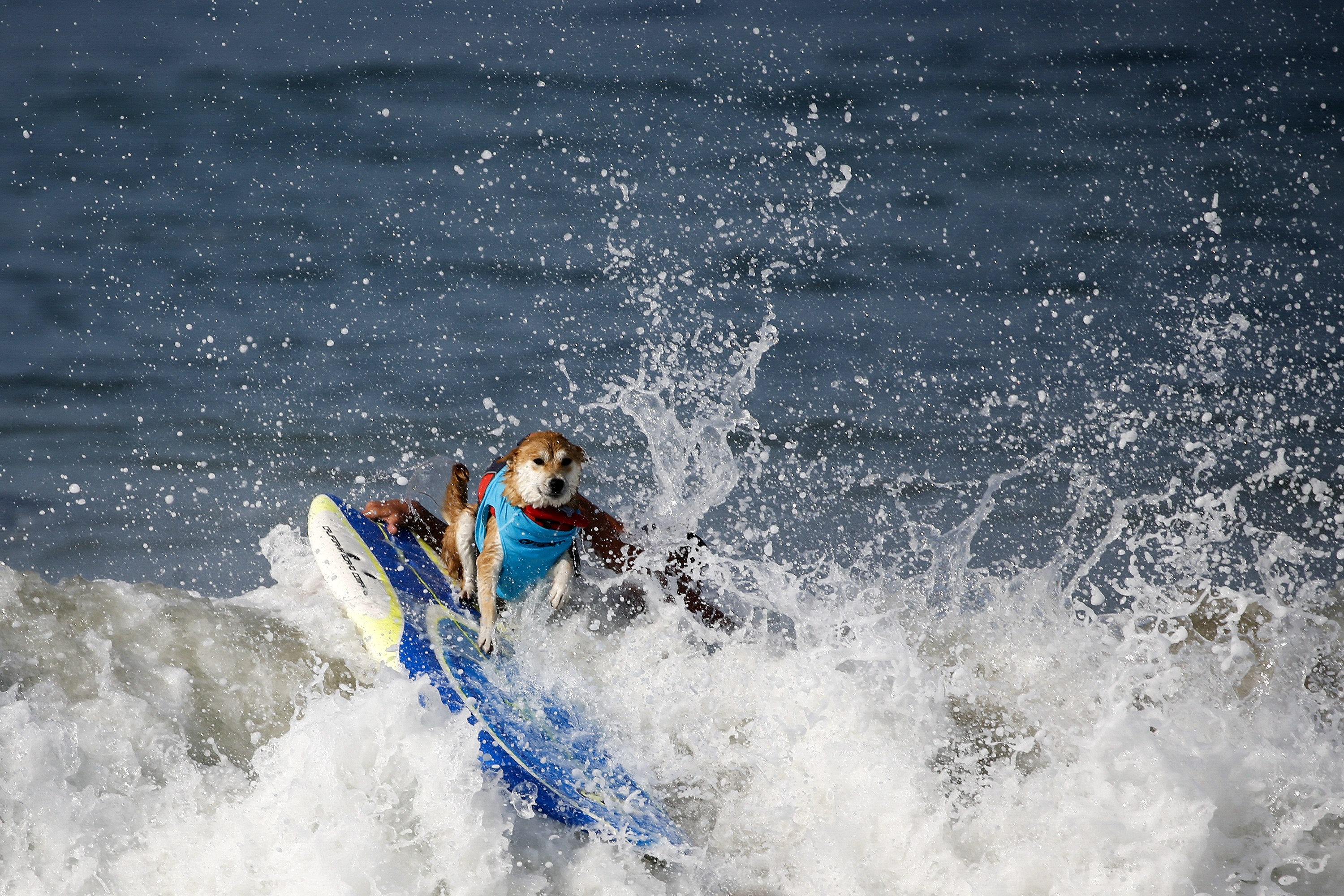 In Photos Canines Compete In Surf City Surf Dog Event At Californian Beach