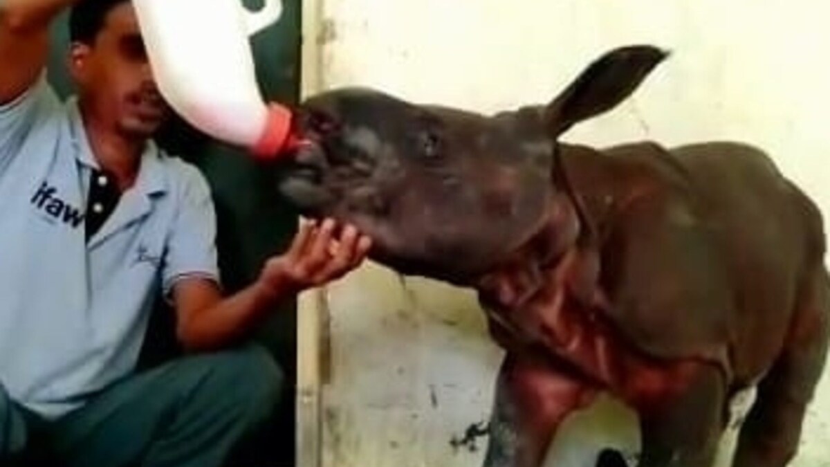 Milk of Human Kindness: Baby Rhino Rescued from Kaziranga Floods Now Being Bottle-fed