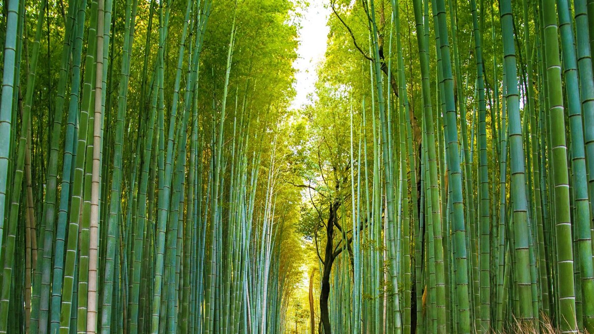 World Bamboo Day 2021 History, Significance and All You Need to Know