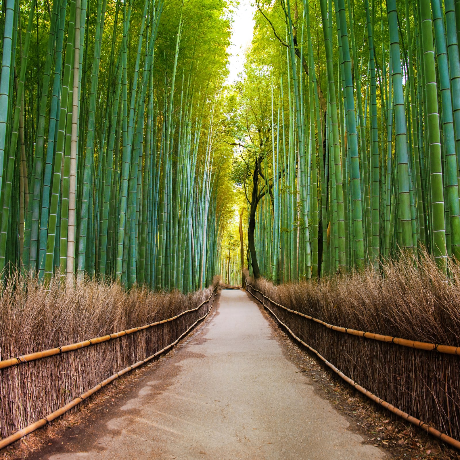 World Bamboo Day - Всесвітній день бамбука