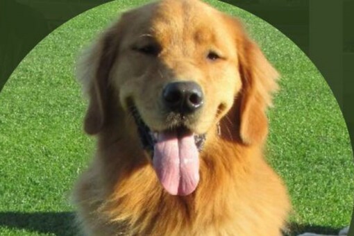 The video has garnered thousands of views on the micro-blogging site.  (Credits: Twitter/@BatdogRookie)