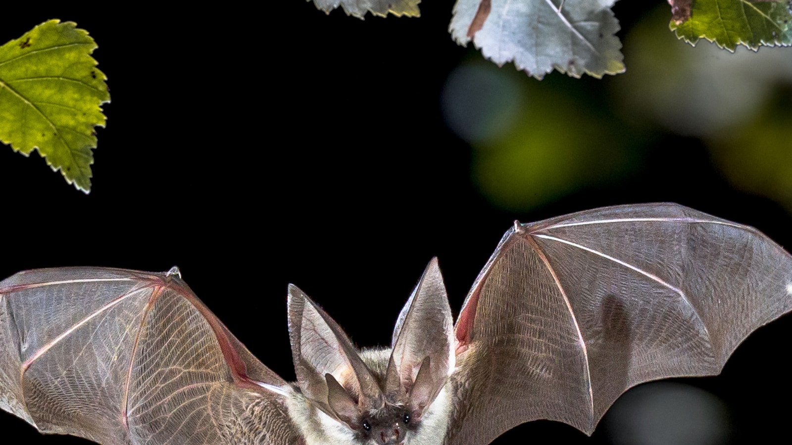 Bats Go Out to Hunt in Groups, Just like Other Mammals: Study