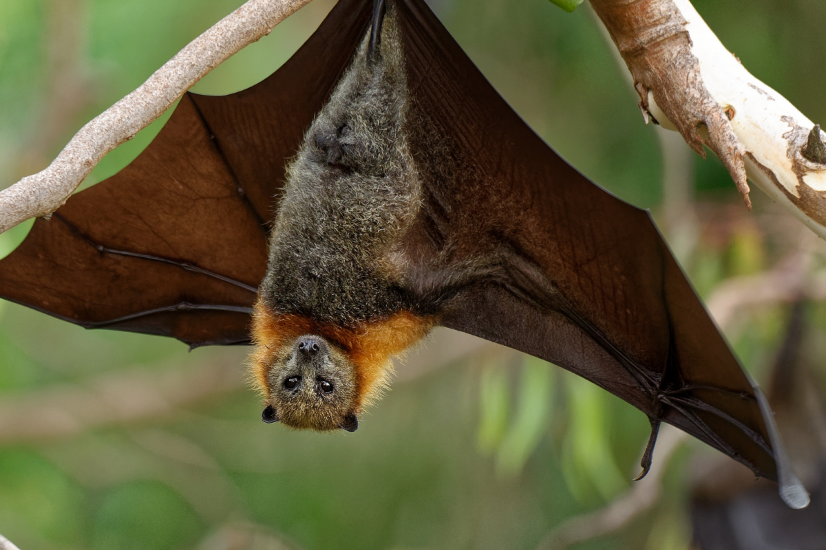 Cambodia Bat Researchers on Mission to Track Origin of Covid-19