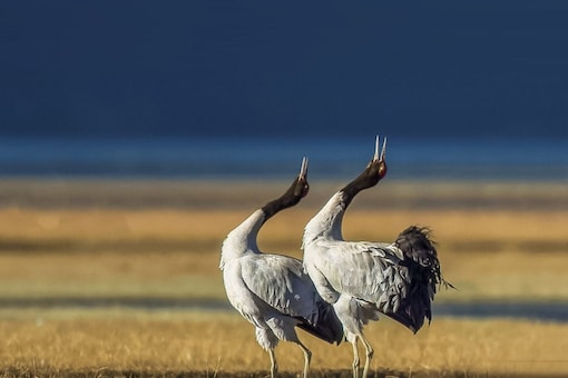 The black-necked crane was previously the state bird of the former state of Jammu and Kashmir, with the Hangul as the state animal.  (Image: Shutterstock)