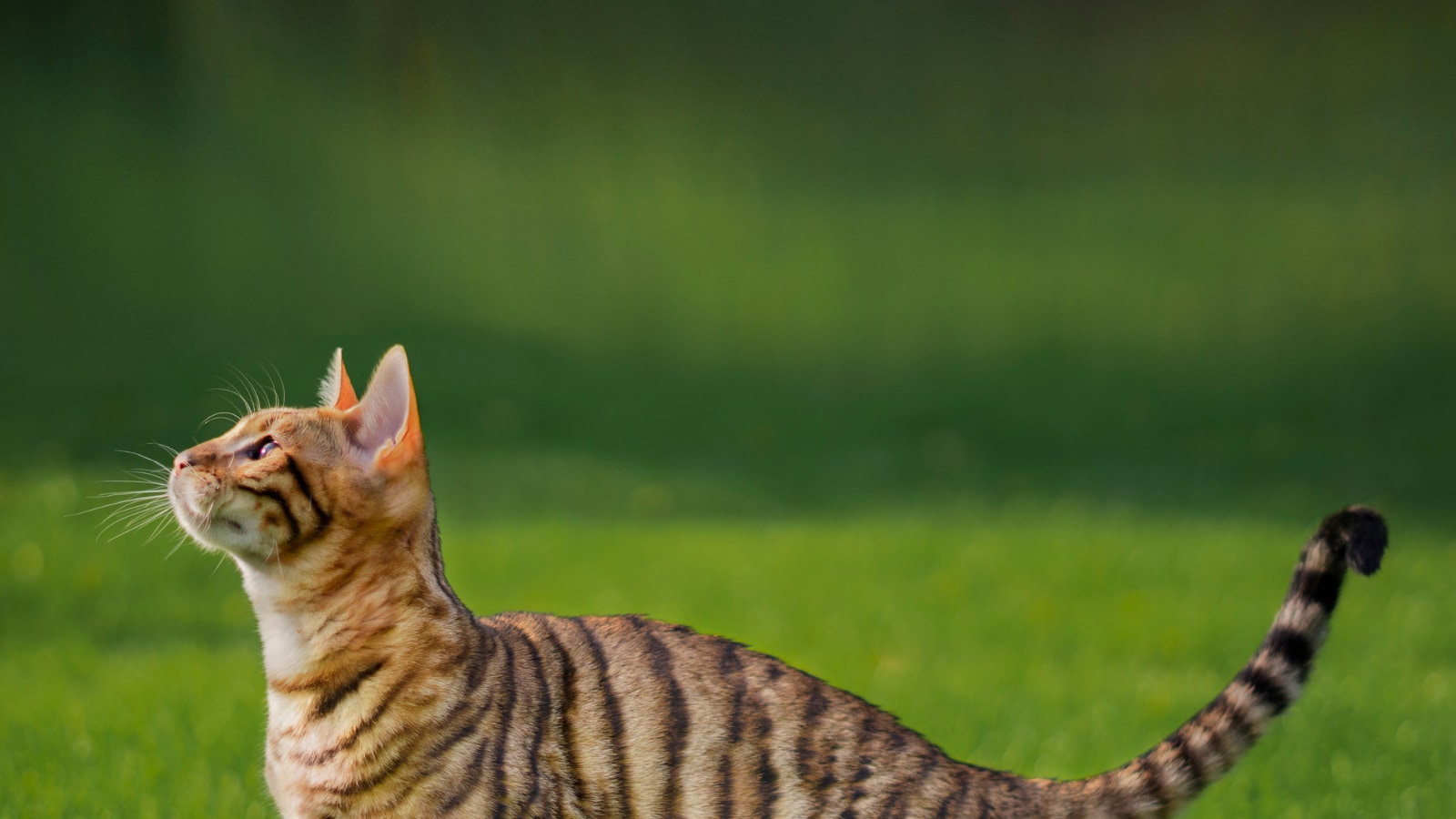 How Do Tabby Cats Get Their Stripes? New Study Reveals Unique
