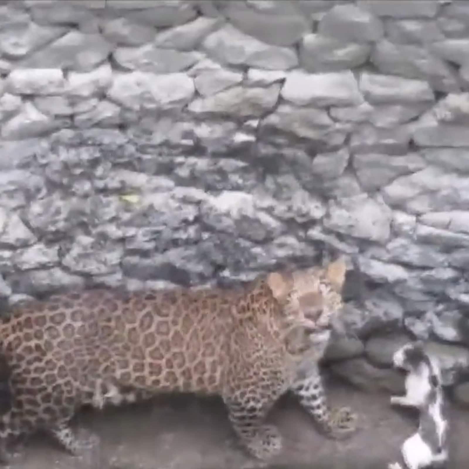 In A First, Rare Pink Leopard Sighted In Ranakpur Region Of