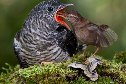 Female cuckoos even lay eggs in other's nests and run away. ( Credits: Twitter)