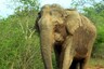 Man Accused of Death of Pregnant Elephant, Who Ate Firecrackers in Pineapple, Surrenders After 1.5 Years