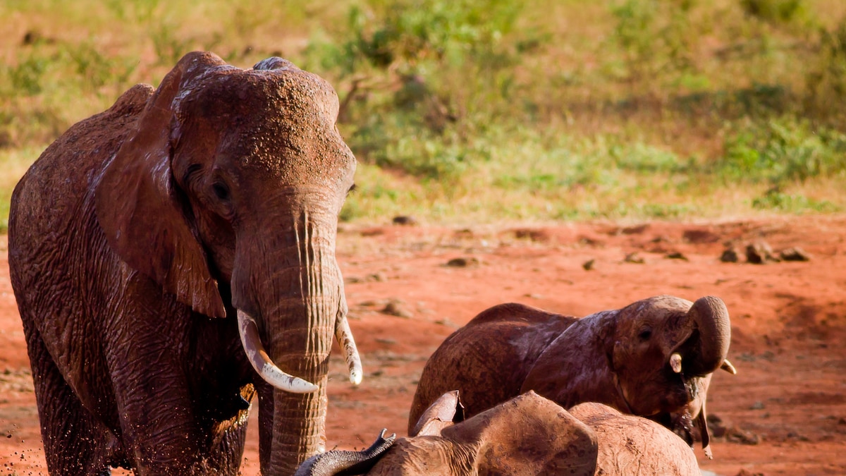 WATCH: Baby Elephants Enjoying Mud Bath is 26 Seconds of Pure Delight