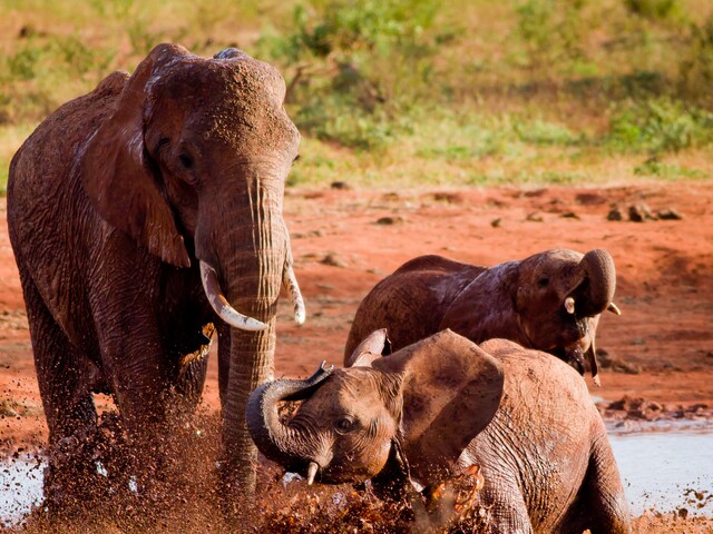 WATCH: Baby Elephants Enjoying Mud Bath is 26 Seconds of Pure Delight -  News18