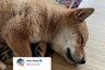 Elon Musk Posts Photo of New Pet Shiba Inu, Dogecoin Cryptocurrency Value Jumps